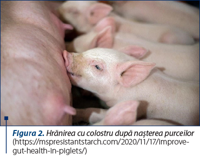 Figura 2. Hrănirea cu colostru după naşterea purceilor (https://mspresistantstarch.com/2020/11/17/improve-gut-health-in-piglets/)