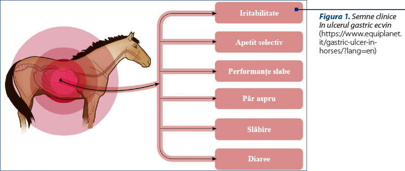 Figura 1. Semne clinice în ulcerul gastric ecvin (https://www.equiplanet.it/gastric-ulcer-in-horses/?lang=en)