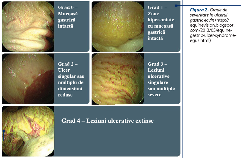 Figura 2. Grade de severitate în ulcerul gastric ecvin (http://equinevision.blogspot.com/2013/05/equine-gastric-ulcer-syndrome-egus.html)