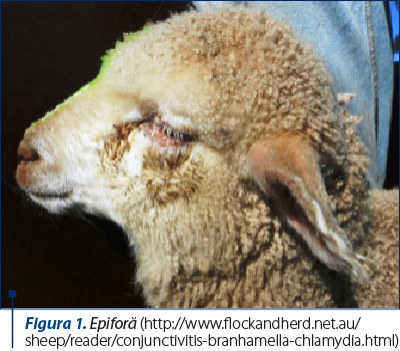 Figura 1. Epiforă (http://www.flockandherd.net.au/sheep/reader/conjunctivitis-branhamella-chlamydia.html)