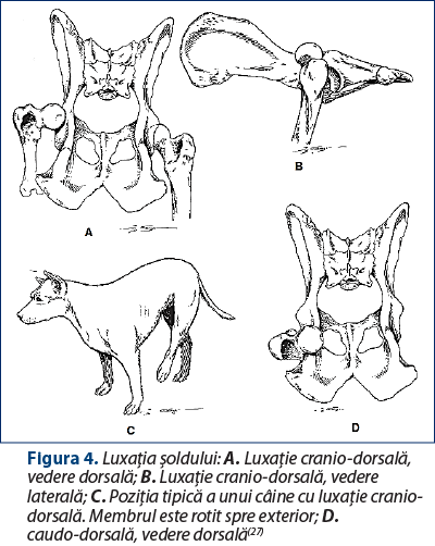Figura 4. Luxaţia şoldului: A. Luxaţie cranio-dorsală, vedere dorsală; B. Luxaţie cranio-dorsală, vedere laterală; C. Poziţia tipică a unui câine cu luxaţie cranio-dorsală. Membrul este rotit spre exterior; D. Luxaţie caudo-dorsală, vedere dorsală(27)