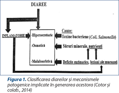 Figura 1. Clasificarea diareilor şi mecanismele patogenice implicate în generarea acestora (Cotor şi colab., 2014)