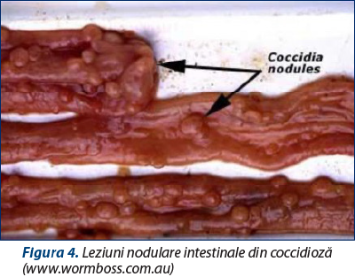Figura 4. Leziuni nodulare intestinale din coccidioză (www.wormboss.com.au)