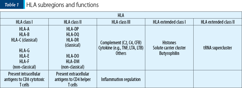 Table 1. HLA subregions and functions