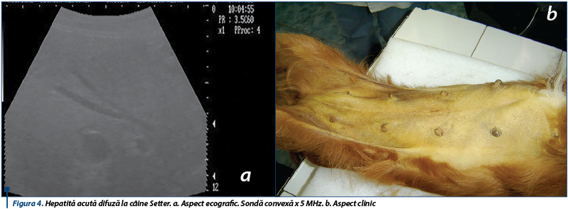 Figura 4. Hepatită acută difuză la câine Setter. a. Aspect ecografic. Sondă convexă x 5 MHz. b. Aspe