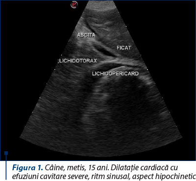 Figura 1. Câine, metis, 15 ani. Dilataţie cardiacă cu efuziuni cavitare severe, ritm sinusal, aspect hipochinetic
