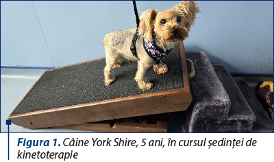 Figura 1. Câine York Shire, 5 ani, în cursul şedinţei de kinetoterapie