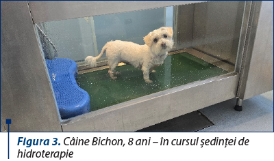 Figura 3. Câine Bichon, 8 ani – în cursul şedinţei de hidroterapie