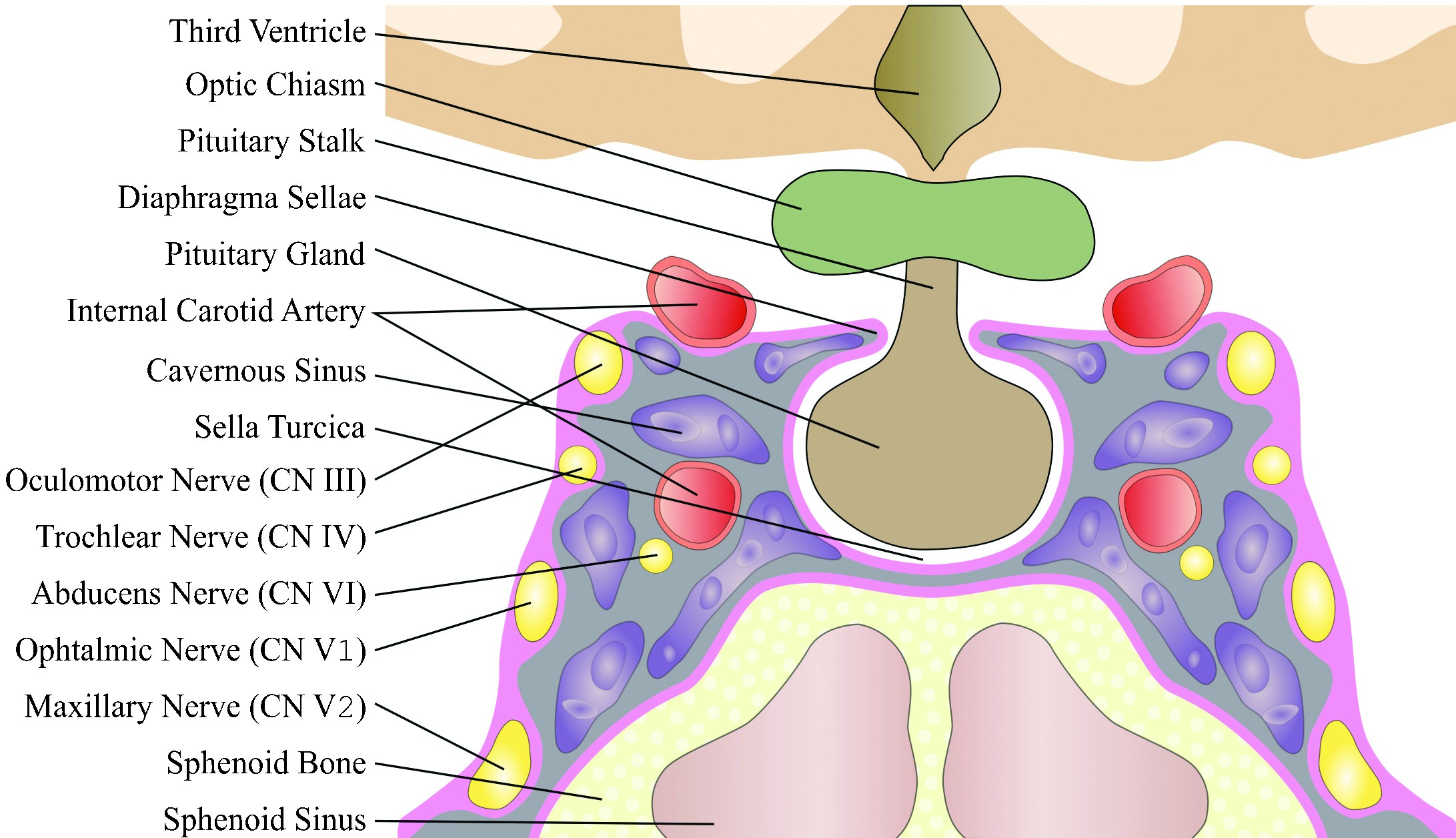 Figure 1. Schematic drawing depicting normal anatomy of the sellar and parasellar regions – coronal plane