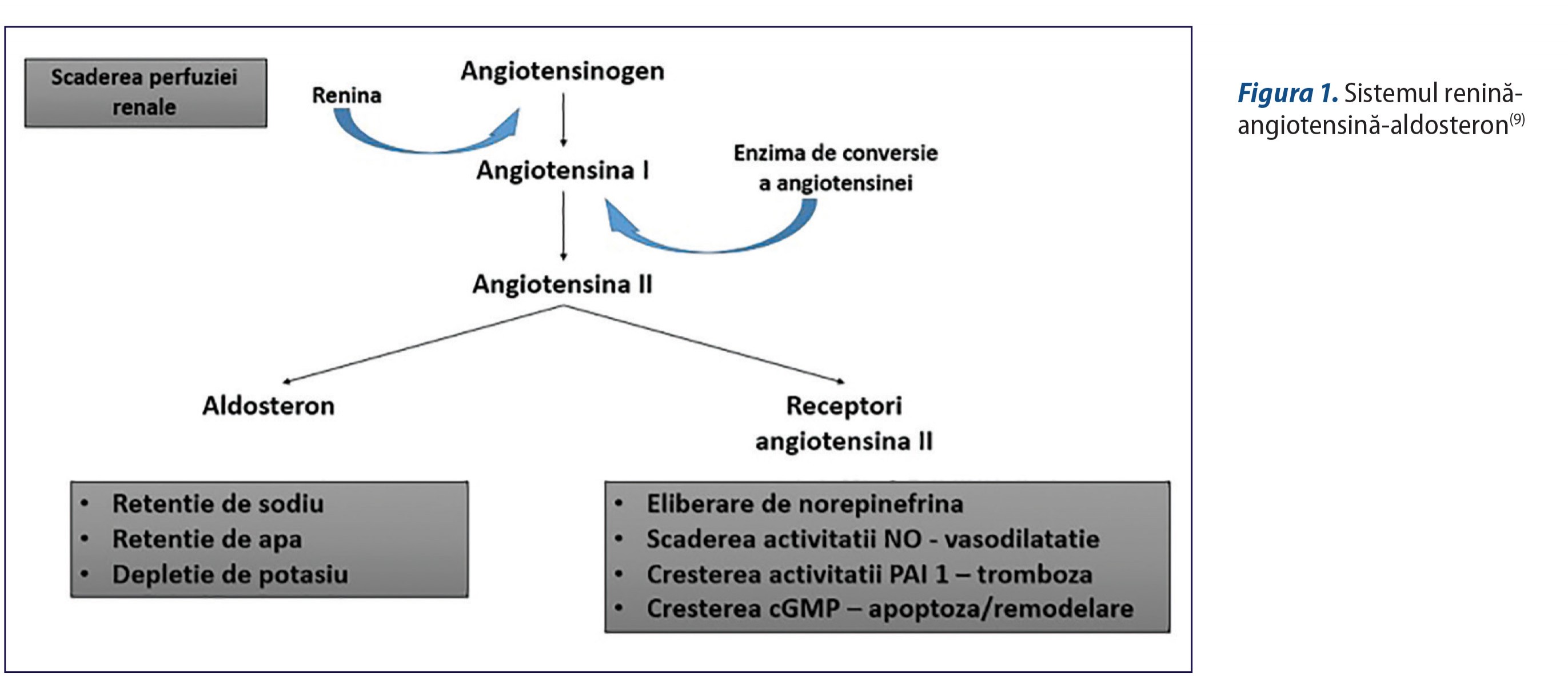 Figura 1. Sistemul renină-angiotensină-aldosteron(9)