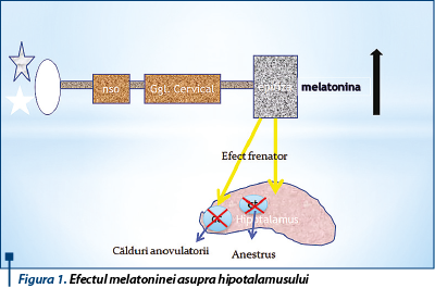 Figura 1. Efectul melatoninei asupra hipotalamusului