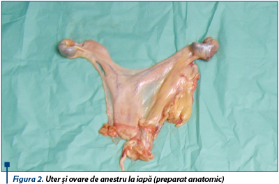 Figura 2. Uter și ovare de anestru la iapă (preparat anatomic)
