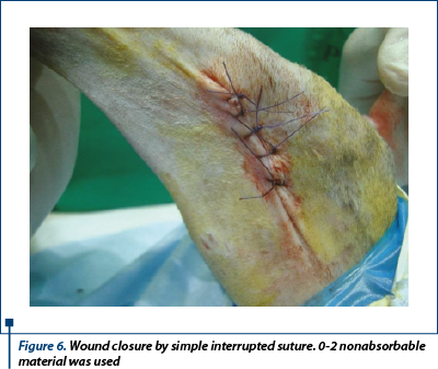 Figure 6. Wound closure by simple interrupted suture. 0-2 nonabsorbable material was used