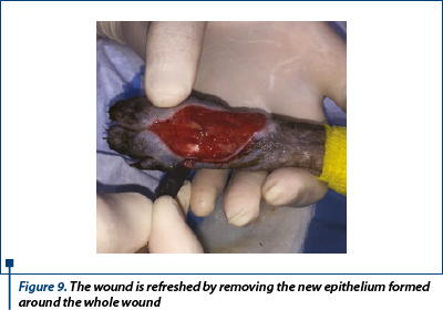 Figure 9. The wound is refreshed by removing the new epithelium formed around the whole wound