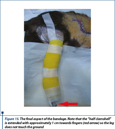 Figure 15. The final aspect of the bandage. Note that the “half clamshell” is extended with approximately 1 cm towards fingers (red arrow) so the leg does not touch the ground