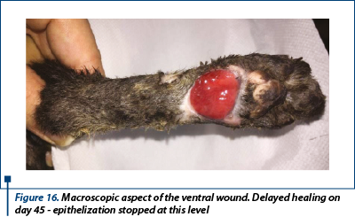 Figure 16. Macroscopic aspect of the ventral wound. Delayed healing on day 45 - epithelization stopped at this level