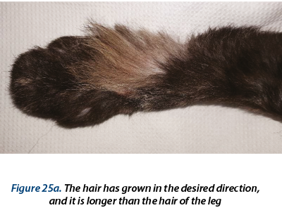 Figure 25a. The hair has grown in the desired direction,  and it is longer than the hair of the leg 