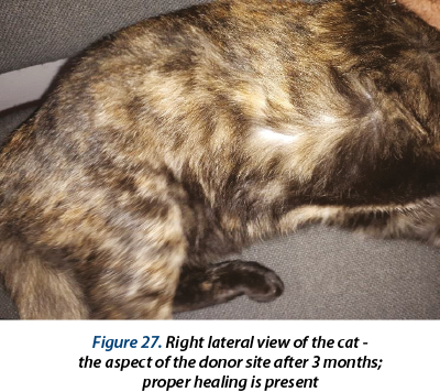 Figure 27. Right lateral view of the cat -  the aspect of the donor site after 3 months;  proper healing is present