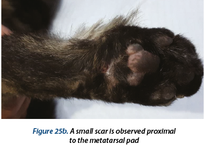 Figure 25b. A small scar is observed proximal  to the metatarsal pad 