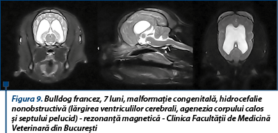 Figura 9. Bulldog francez, 7 luni, malformație congenitală, hidrocefalie non­obs­tructivă (lărgirea ventriculilor cerebrali, agenezia corpului calos și septului pelucid) - rezonanță magnetică - Clinica Facultății de Medicină Veterinară din București