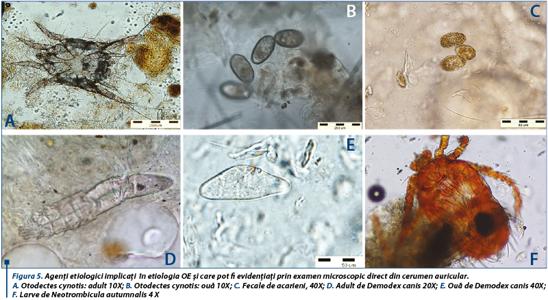 Figura 5. Agenți etiologici implicați  în etiologia OE și care pot fi evidențiați prin examen microscopic direct din cerumen auricular.  A. Otodectes cynotis: adult 10X; B. Otodectes cynotis: ouă 10X; C. Fecale de acarieni, 40X; D. Adult de Demodex canis 20X; E. Ouă de Demodex canis 40X; F. Larve de Neotrombicula autumnalis 4 X