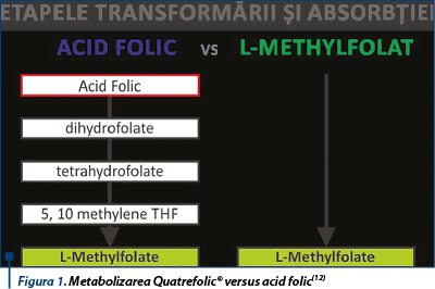 Figura 1. Metabolizarea Quatrefolic® versus acid folic(12)