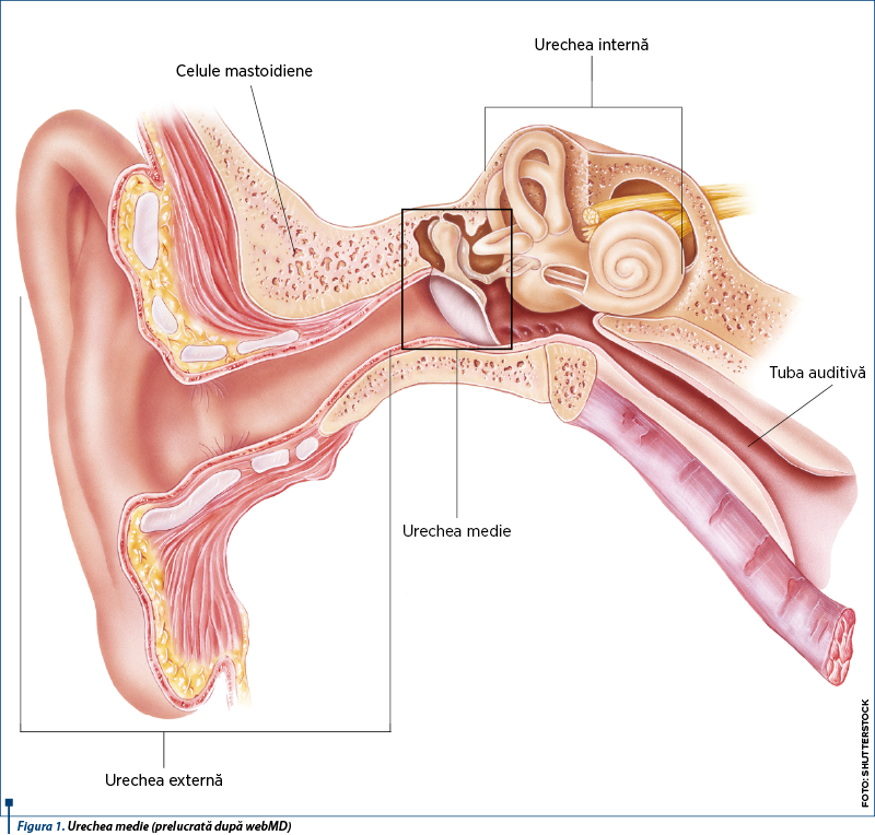 Figura 1. Urechea medie (prelucrată după webMD)