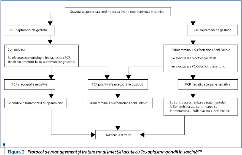Figura 2. Protocol de management şi tratament al infecţiei acute cu Toxoplasma gondii în sarcină(24)