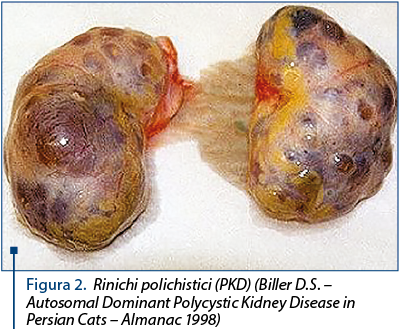 Figura 2. Rinichi polichistici (PKD) (Biller D.S. – Autosomal Dominant Polycystic Kidney Disease in Persian Cats – Almanac 1998)