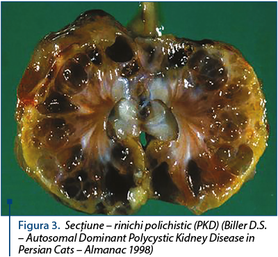 Figura 3. Secţiune – rinichi polichistic (PKD) (Biller D.S. – Autosomal Dominant Polycystic Kidney Disease in Persian Cats – Almanac 1998)