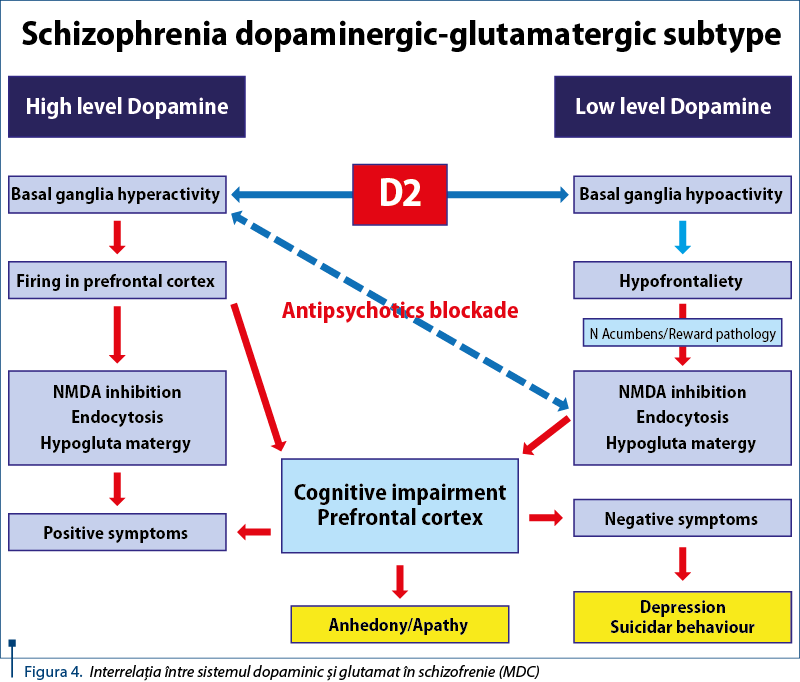 Figura 4. Interrelaţia între sistemul dopaminic şi glutamat în schizofrenie (MDC) 