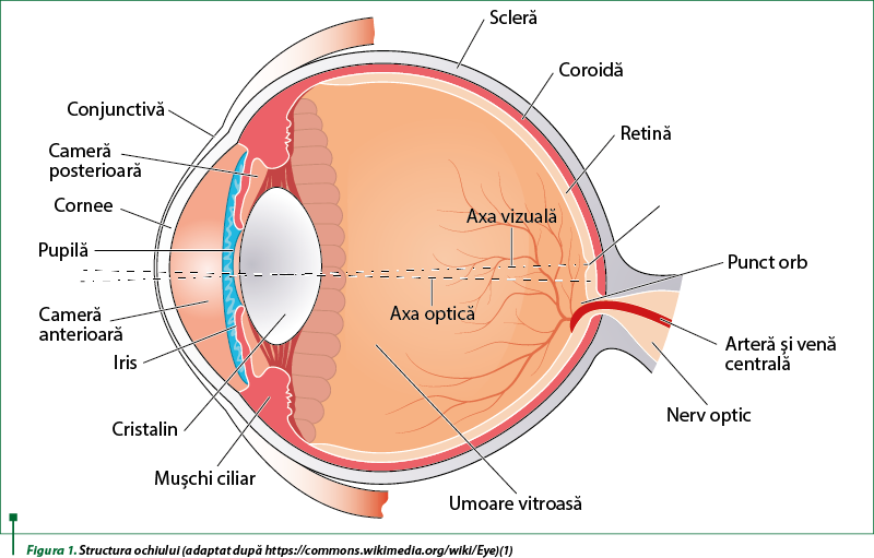 disfuncție a miopiei ochiului