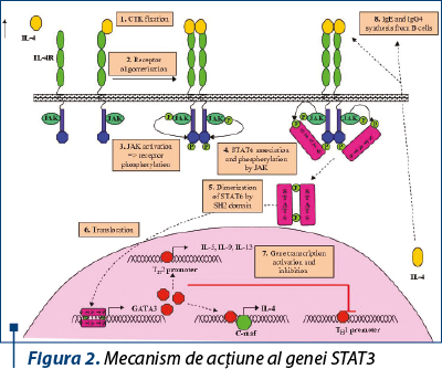 Figura 2. Mecanism de acţiune al genei STAT3