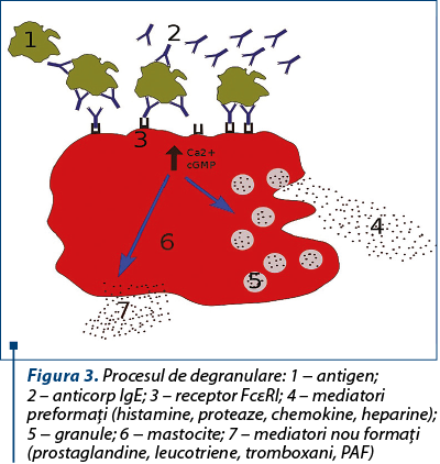 Figura 3. Procesul de degranulare: 1 − antigen; 2 – anticorp IgE; 3 – receptor FcεRI; 4 – mediatori preformaţi (histamine, proteaze, chemokine, heparine); 5 − granule; 6 − mastocite; 7 – mediatori nou formaţi (prostaglandine, leucotriene, tromboxani, PAF)