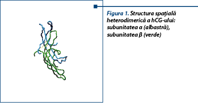Figura 1. Structura spaţială  heterodimerică a hCG-ului:  subunitatea α (albastră),  subunitatea β (verde)