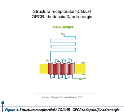 Figura 4. Structura receptorului hCG/LHR - GPCR rodopsin/β2 adrenergic 