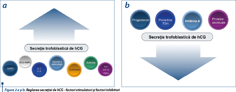 Figura 2 a şi b. Reglarea secreţiei de hCG - factori stimulatori şi factori inhibitori