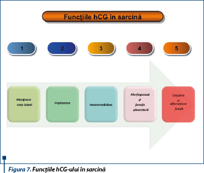 Figura 7. Funcţiile hCG-ului în sarcină