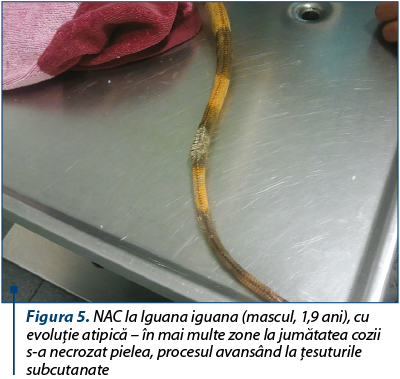 Figura 5. NAC la Iguana iguana (mascul, 1,9 ani), cu evoluţie atipică – în mai multe zone la jumătatea cozii s-a necrozat pielea, procesul avansând la ţesuturile subcutanate
