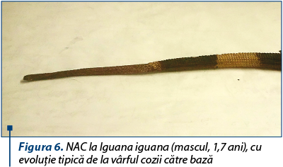 Figura 6. NAC la Iguana iguana (mascul, 1,7 ani), cu evoluţie tipică de la vârful cozii către bază