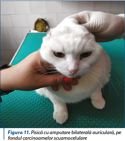 Figura 11. Pisică cu amputare bilaterală auriculară, pe fondul carcinoamelor scuamocelulare
