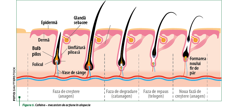 Figura 5. Cafeina – mecanism de acţiune în alopecie