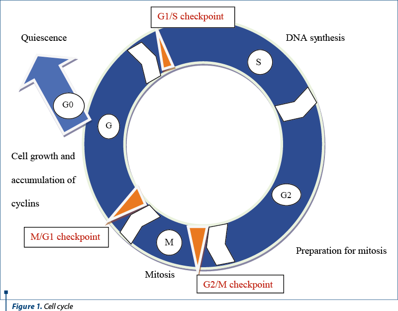 Figure 1. Cell cycle