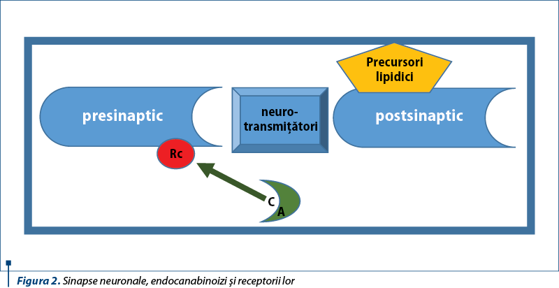 Figura 2. Sinapse neuronale, endocanabinoizi şi receptorii lor