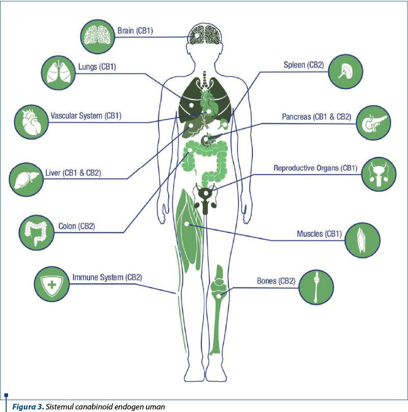 Figura 3. Sistemul canabinoid endogen uman