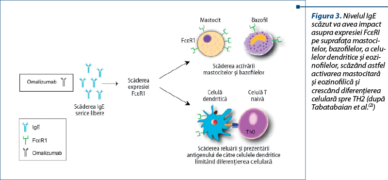 Figura 3. Nivelul IgE scăzut va avea im­pact asupra expresiei FcεRI pe suprafaţa mas­to­ci­telor, bazofilelor, a ce­lu­le­lor den­dri­ti­ce şi eo­zi­no­filelor, scăzând astfel activarea mastocitară şi eozinofilică şi crescând diferenţierea celulară spre TH2 (după Tabatabaian et al.(2))