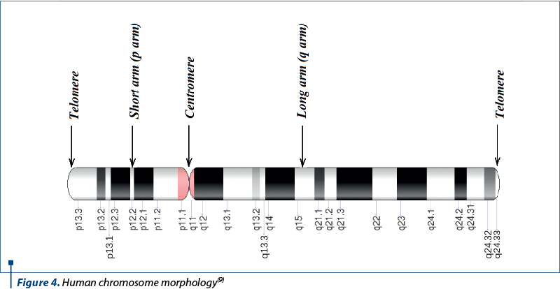 Figure 4. Human chromosome morphology(9)