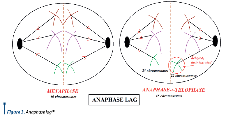 Figure 3. Anaphase lag(4)