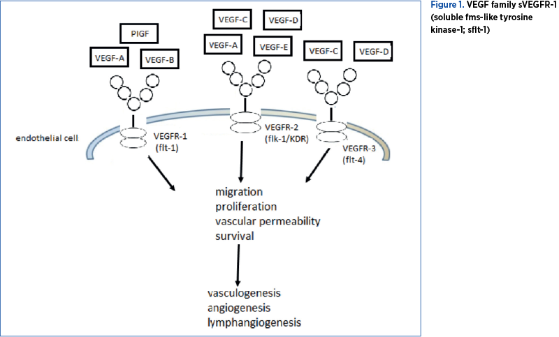 Figure 1. VEGF family sVEGFR-1 (soluble fms-like tyrosine kinase-1; sflt-1)