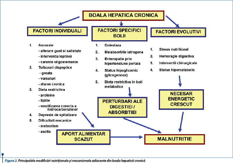 Principalele modificări nutriționale și mecanismele adiacente din boala hepatică cronică
